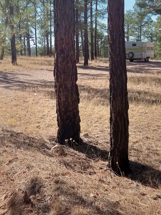 Wolf Hollow Campground Picture 2