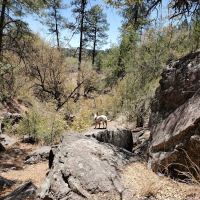 Upper Scorpion Campground ico