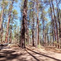 Sapillo Campground ico