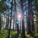 Shannon Campground