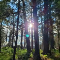 Shannon Campground ico