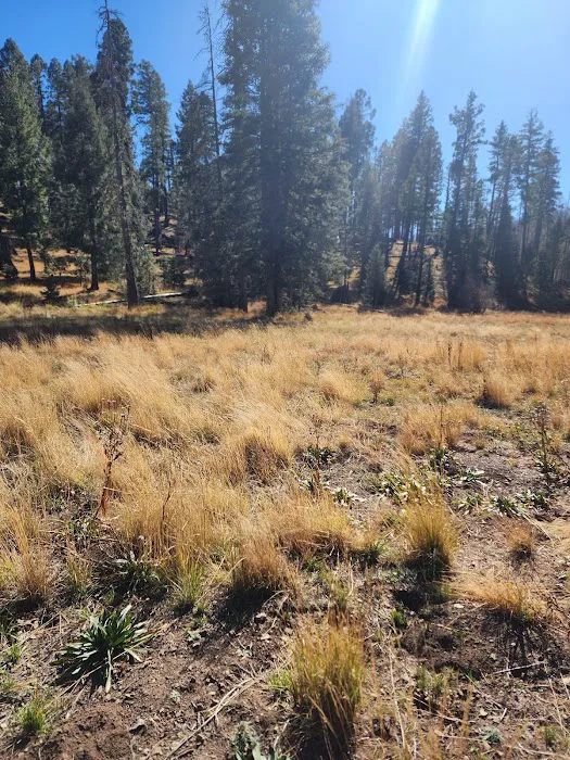 Hospital Flat Campground Picture 6