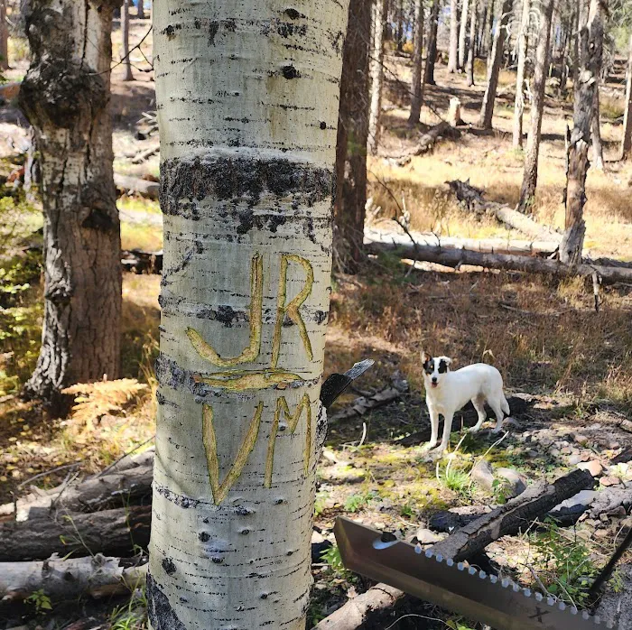 Hospital Flat Campground Picture 4
