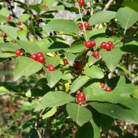 Shawnee Mission Park Campsite & Youth Camp 2 ico