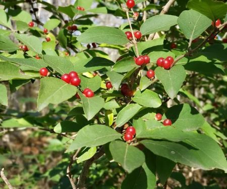 Shawnee Mission Park Campsite & Youth Camp 2