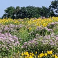 Shawnee Mission Park Campsite & Youth Camp 1 ico