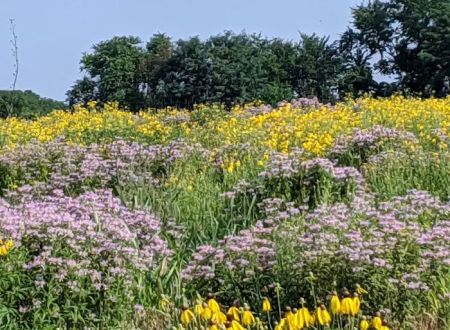 Shawnee Mission Park Campsite & Youth Camp 1