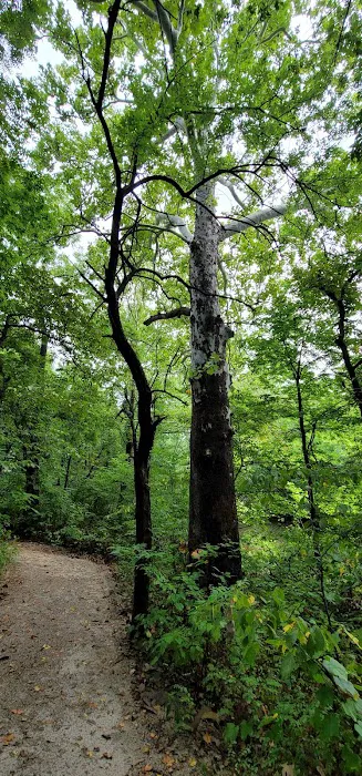 Lake Miola Campgrounds Picture 9