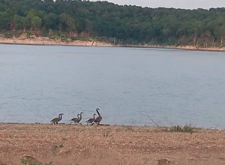 Long Shoal Campground