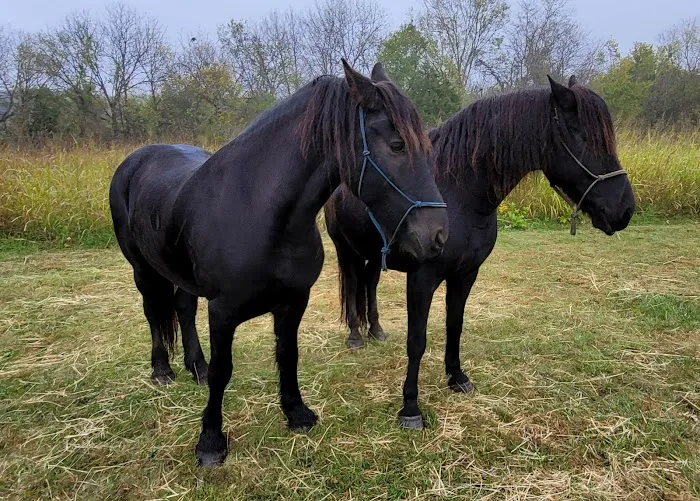 Hillsdale State Park Equestrian Camp Picture 6