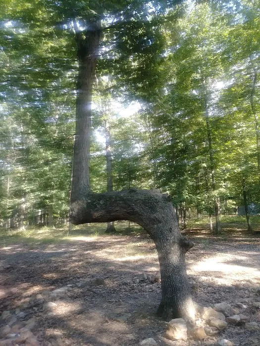 Hawthorn Campsite Picture 2