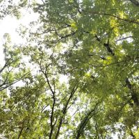 Cedar Campsite ico