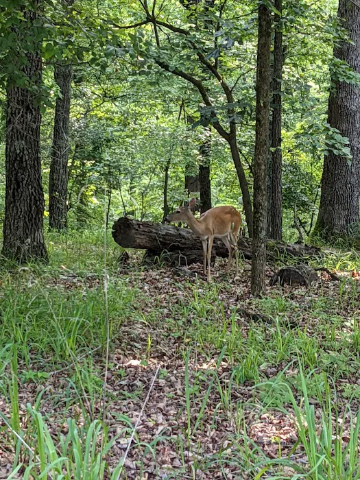 Lake of the Ozarks State Park Campgrounds Picture 3