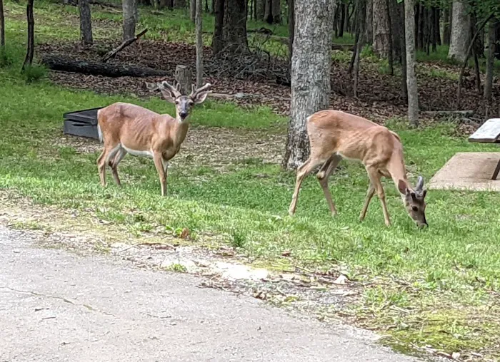 Lake of the Ozarks State Park Campgrounds Picture 6