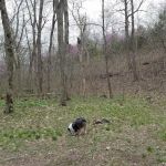 Turkey Pen Hollow Backpack Camp