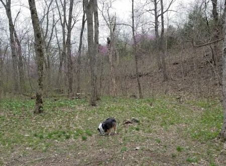 Turkey Pen Hollow Backpack Camp