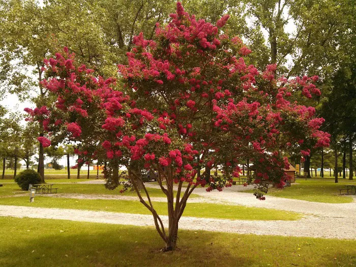 Memphis KOA Journey Picture 9