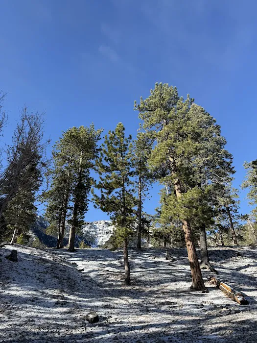 McWilliams Campground Picture 6