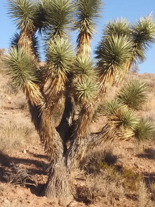 Red Rock Campground Picture 8