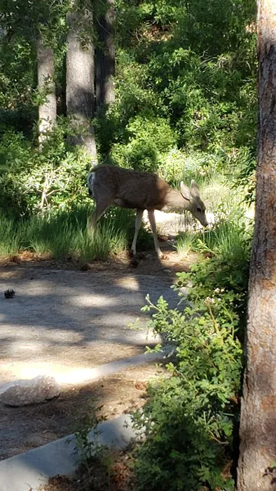 Fletcher View Campground Picture 8