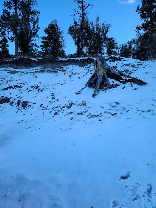 Mahogany Grove Group Campground Picture 7
