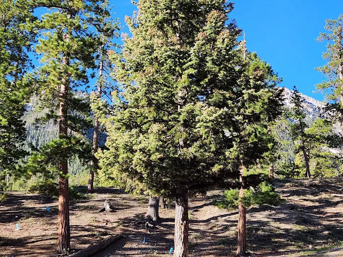 McWilliams Campground Picture 4