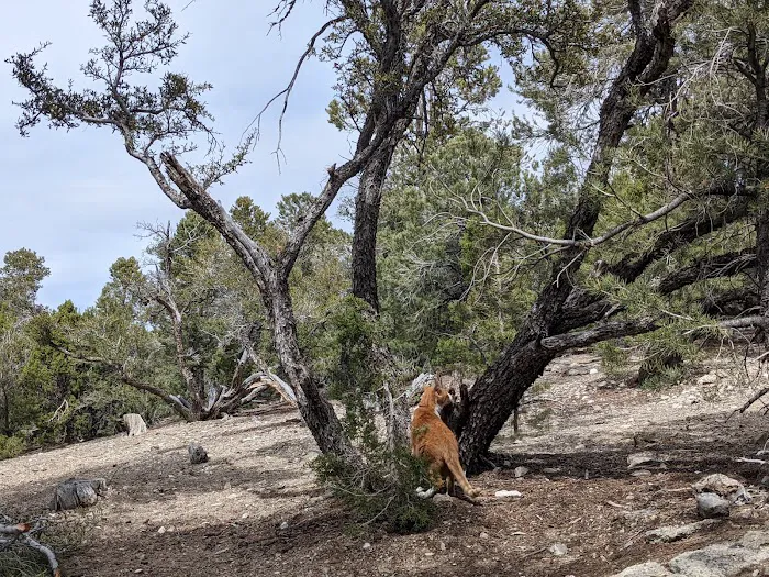 Mack's Canyon open campground Picture 10
