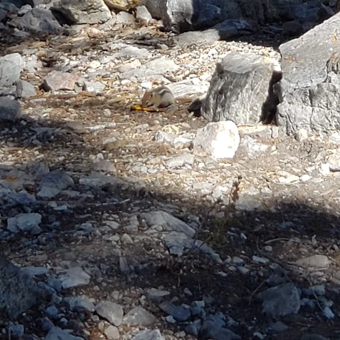 Mack's Canyon open campground Picture 6