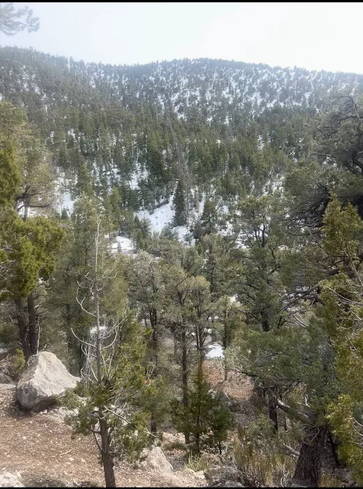 Wheeler Pass Campground Picture 6