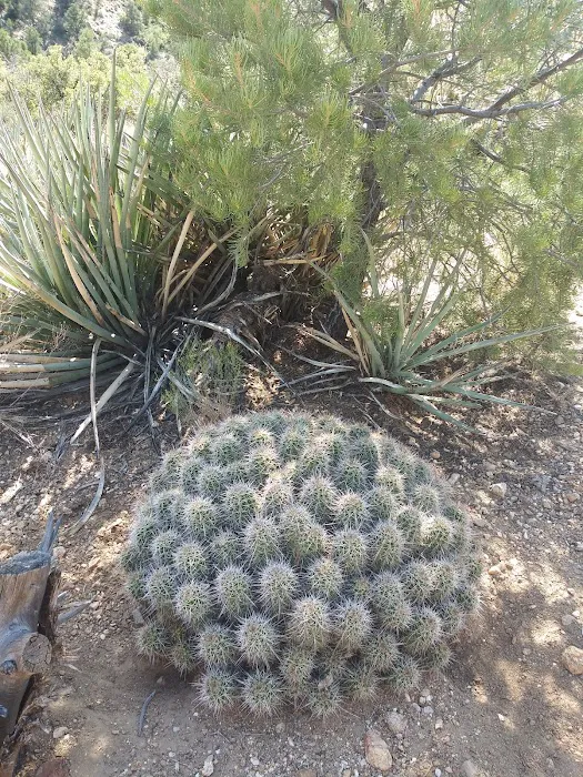 Packsaddle Campground Picture 5