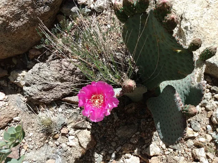 Windy Point Campground Picture 6