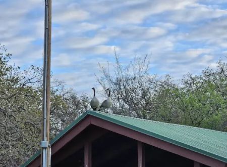 Scissortail Campground