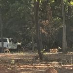 Redtail Campground
