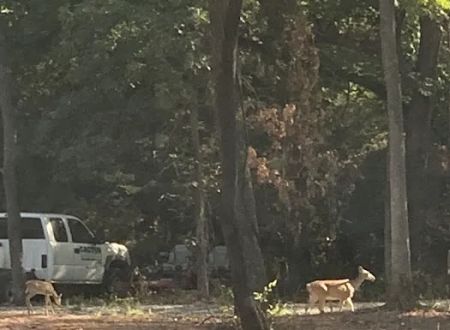Redtail Campground