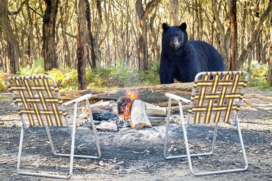 How to Use Campfire Smoke to Keep Bears Away Safely and Effectively