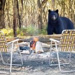 How to Use Campfire Smoke to Keep Bears Away Safely and Effectively