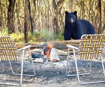 How to Use Campfire Smoke to Keep Bears Away Safely and Effectively