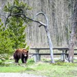 How to Handle Wildlife Encounters While Camping Safely