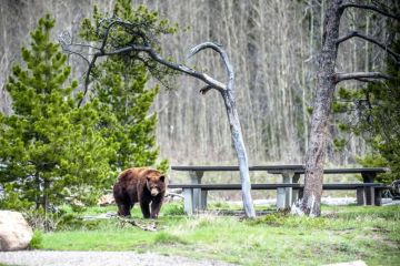 How to Handle Wildlife Encounters While Camping Safely