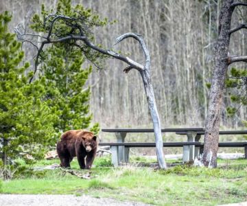 How to Handle Wildlife Encounters While Camping Safely