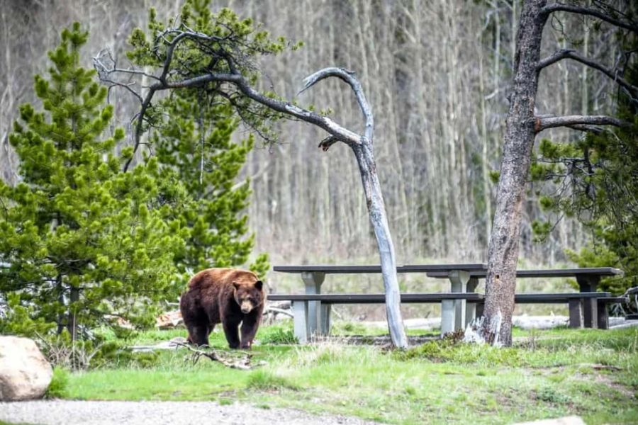 How to Handle Wildlife Encounters While Camping Safely