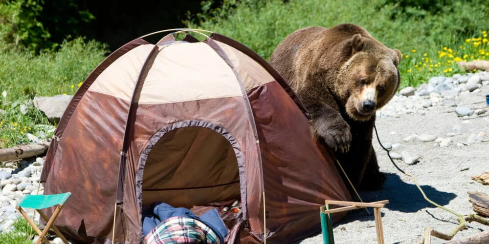 How to Use Campfire Smoke to Keep Bears and Larger Animals Away