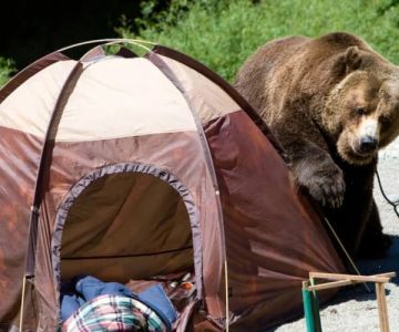 How to Use Campfire Smoke to Keep Bears and Larger Animals Away