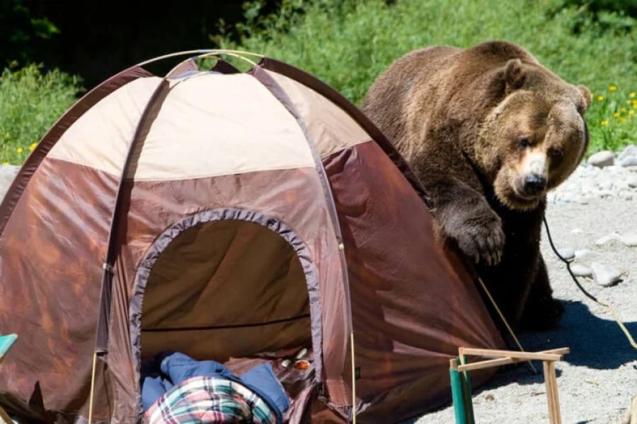 How to Use Campfire Smoke to Keep Bears and Larger Animals Away