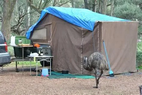 Tips for Staying Safe From Wildlife in Remote Areas