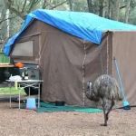 Tips for Staying Safe From Wildlife in Remote Areas