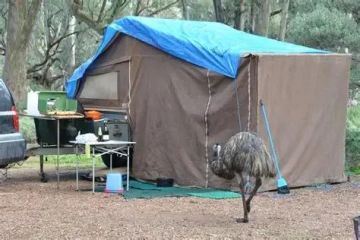 Tips for Staying Safe From Wildlife in Remote Areas