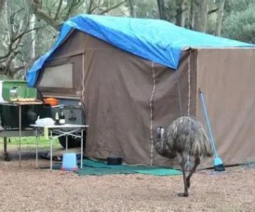 Tips for Staying Safe From Wildlife in Remote Areas