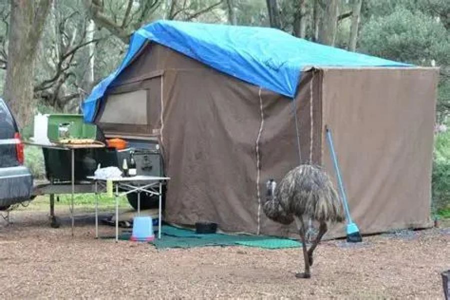 Tips for Staying Safe From Wildlife in Remote Areas