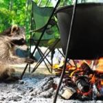 How to Use Campfire Smoke to Keep Away Raccoons